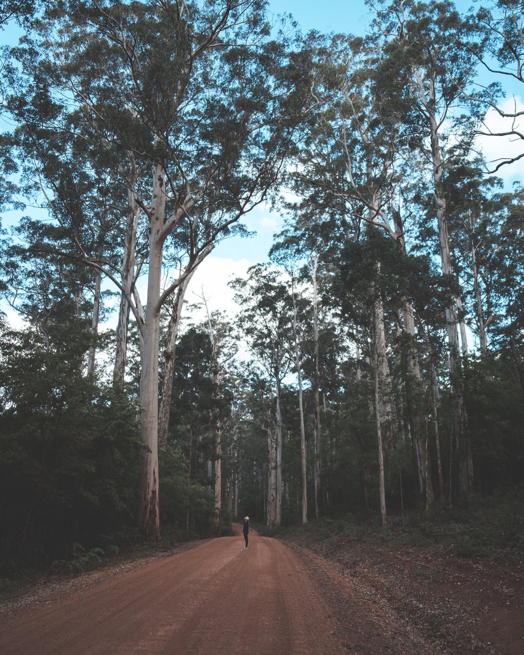 person standing on rural road in woods