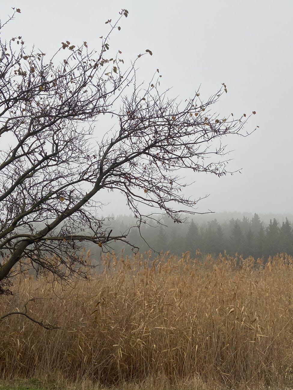 dry tree branches in foggy meadow near forest